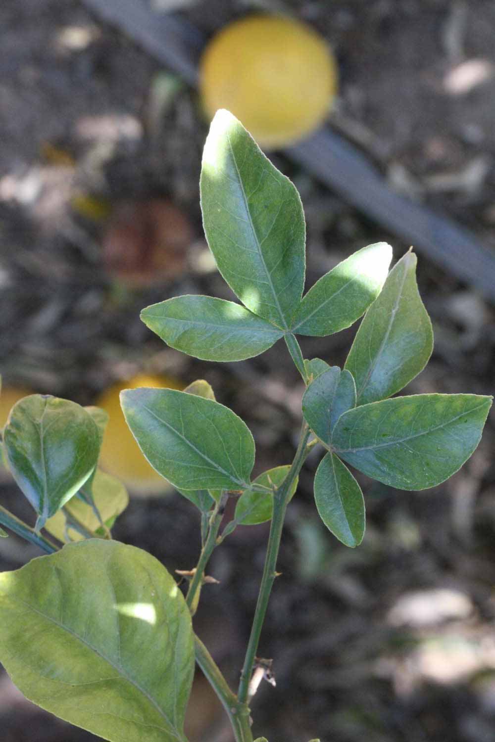              Shade leaves (Riverside, CA)       